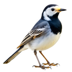 Naklejka premium pied wagtail PNG, transparent background 