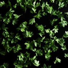 Fresh, messy parsley isolated on black glass.