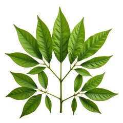 A vibrant green leafy branch with glossy leaves, perfect for nature-themed designs.