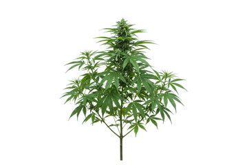 Fototapeta premium Cannabis plant, vibrant green
