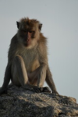 Macaque Primate Monkey Travel Thailand