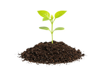 Sprout emerging from soil (1)