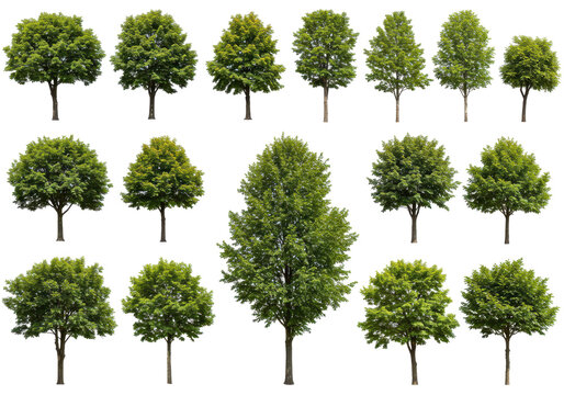 Collection of various trees, tops