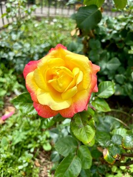 Beautiful yellow and red petals rose blossom in the sun isolated close-up on green leaves beackground