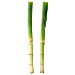Obraz premium Two Leeks on Soft Green