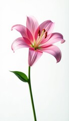 Fototapeta premium Elegant pink lily, showcasing its graceful form and texture on a stark white background , lily, close-up, nature