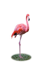 Pink flamingo standing isolated on white background. This has clipping path.