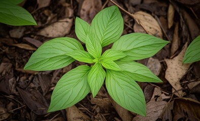 Fresh sprout amidst fallen leaves