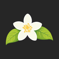 Flat vector illustration of a white jasmine flower with yellow center and green leaves on black background, simple and elegant floral clip art.