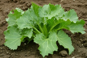 Fototapeta premium Vibrant Green Vegetable Plant Growing in Soil, Close Up