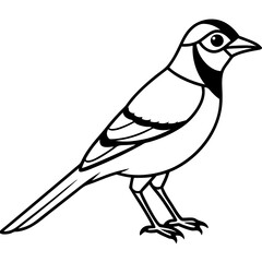 Jay One-Line Art Vector Illustration