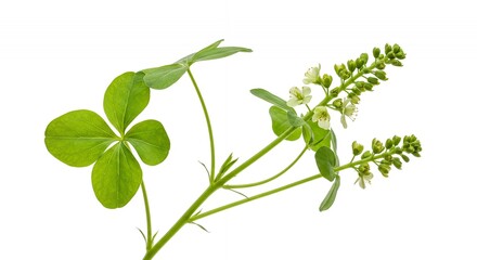 Naklejka premium Botanical Close Up of Sorrel Rumex Acetosa Highlighting Intricate Leaf Shape and Flowering Stems Isolated on White Background Perfect for Education and Botanical Designs