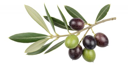 Botanical Olive Branch Isolated on White Featuring Green and Purple Fruits Detailing Leaf and Fruit Anatomy For Mediterranean Theme