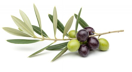 Detailed Botanical Olive Branch Highlighting Fruit and Leaf Anatomy Isolated on White Background Perfect for Decoration and Culinary Illustration