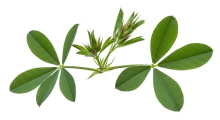 Detailed Botanical Real Shot Isolated on White of Alfalfa Medicago Sativa Highlighting Leaf Structure and Flower Clusters Captures Intricate Details of Flora for Educational Purposes