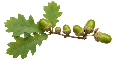 Obraz premium Detailed Botanical Real Shot Isolated White Background of Oak Quercus Robur Emphasizing Acorn Development and Leaf Lobes Green and Brown Colors