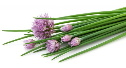 Fototapeta premium Detailed Botanical Real Shot of Chives Allium Schoenoprasum Showing Leaf Structure and Flower Heads Isolated on White Perfect for Botanical Studies and Culinary Projects