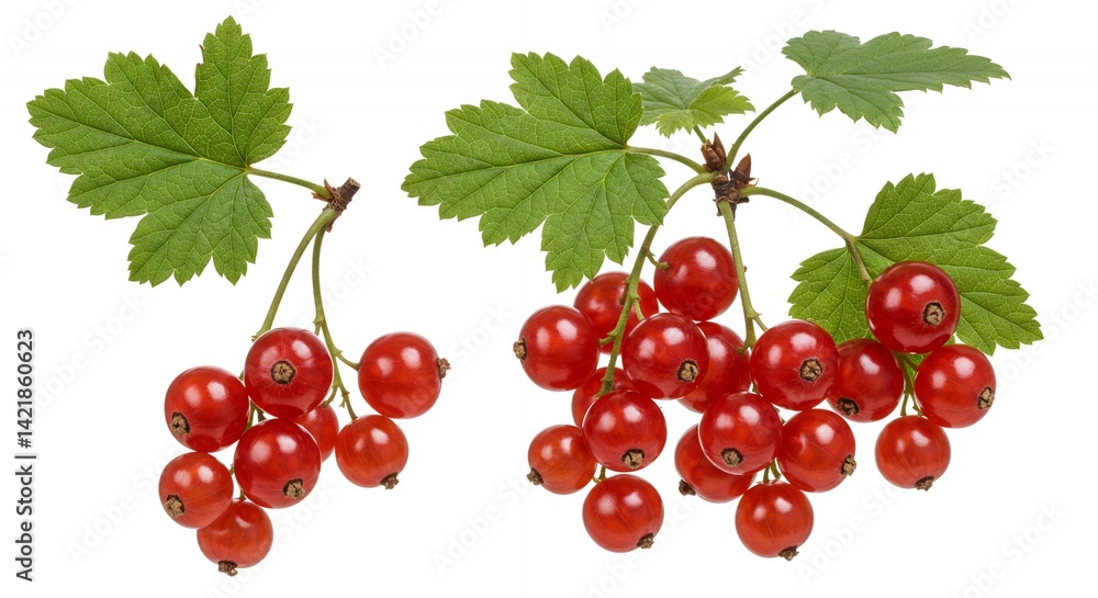 Poster detailed botanical real shot of currant ribes spp depicting vibrant fruit clusters and intricate lea