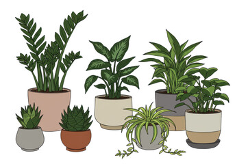 Assorted houseplants in pots