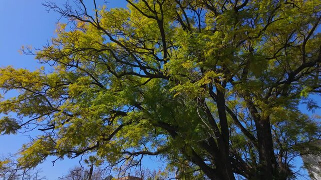 Sunlight filtering through leaves of a large tree in Seville, Spain, creating a vibrant display of color against a clear blue sky