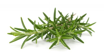 Fototapeta premium Detailed Botanical Shot of Rosemary Rosmarinus officinalis Illustrating Needle Like Leaves Isolated on White Background Perfect for Culinary and Medicinal Concepts