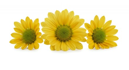 Obraz premium Detailed Chrysanthemum Morifolium Flowers with Vibrant Yellow Petals Isolated on White Background Showcasing Botanical Beauty Ideal for Floral Designs and Nature Themed Projects