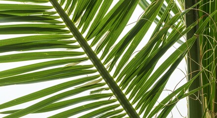 Detailed Palm Phoenix Dactylifera Fronds and Tendrils Isolated On White Background Showcasing Intricate Botanical Textures Perfect For Decoration And Nature Themed Projects