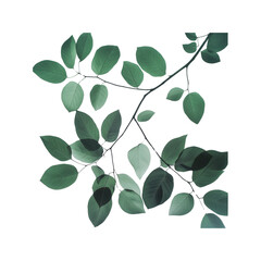 Obraz premium Serene Green Leaves Branch on Transparent Background