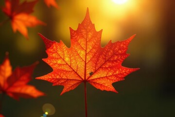 Fototapeta premium Sunlit maple leaf, showcasing yellow, crimson & gold hues, sunlit, tree