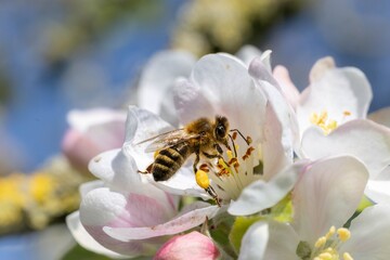 A macro photograph of a bee collecting nectar from a blooming white flower on a sunny day.