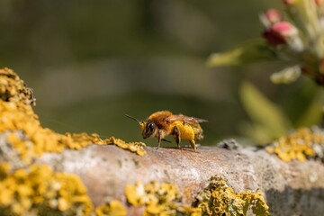 A close-up macro shot of a bee collecting pollen from a yellow flower on a sunny day.