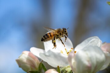 A macro photograph of a bee collecting nectar from a blooming white flower on a sunny day.