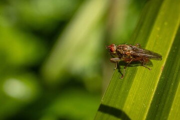 A small fly with red eyes rests on a green blade of grass, captured in a macro close-up against a blurred natural background.