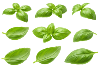 Fresh Basil Leaves Collection