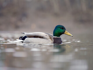 Male mallard duck swimming in river, close-up