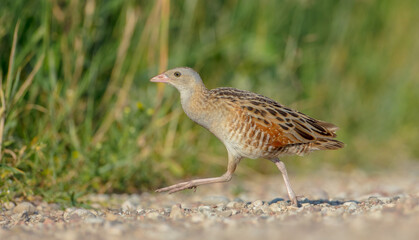 Corn crake - male bird at a meadow in the beginning of the summer