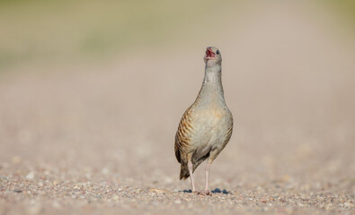 Corn crake - male bird at a meadow in the beginning of the summer
