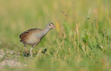 Corn crake - male bird at a meadow in the beginning of the summer