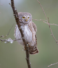 Eurasian Pigmy Owl in a fir grove in spring 