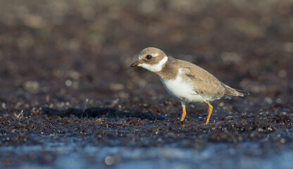 Great Ringed Plover - on the autumn migration way on the  sea shore