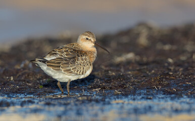 The curlew sandpiper - young bird at a seashore on the autumn migration way
