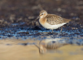 The curlew sandpiper - young bird at a seashore on the autumn migration way