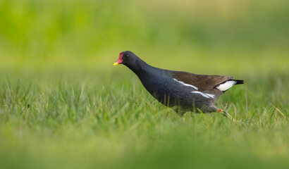 The common moorhen - adult bird in spring