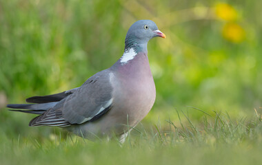 Common wood pigeon - in a city park in spring 
