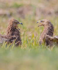 Lesser spotted eagle - pair of birds in spring