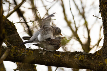 Fieldfare (Turdus pilaris), in the natural habitat