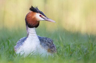 Great Crested Grebe in spring