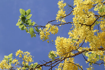 Small Yellow Flower or Cassia fistula flower
