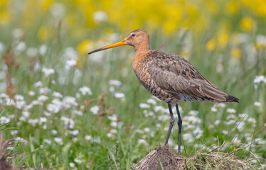 The black-tailed godwit - adult bird at a wet fields in late spring