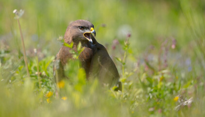 Common Buzzard in spring at a wet forest